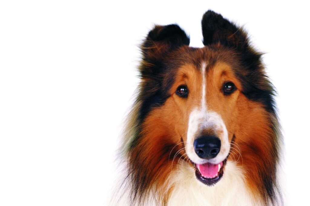Lassie